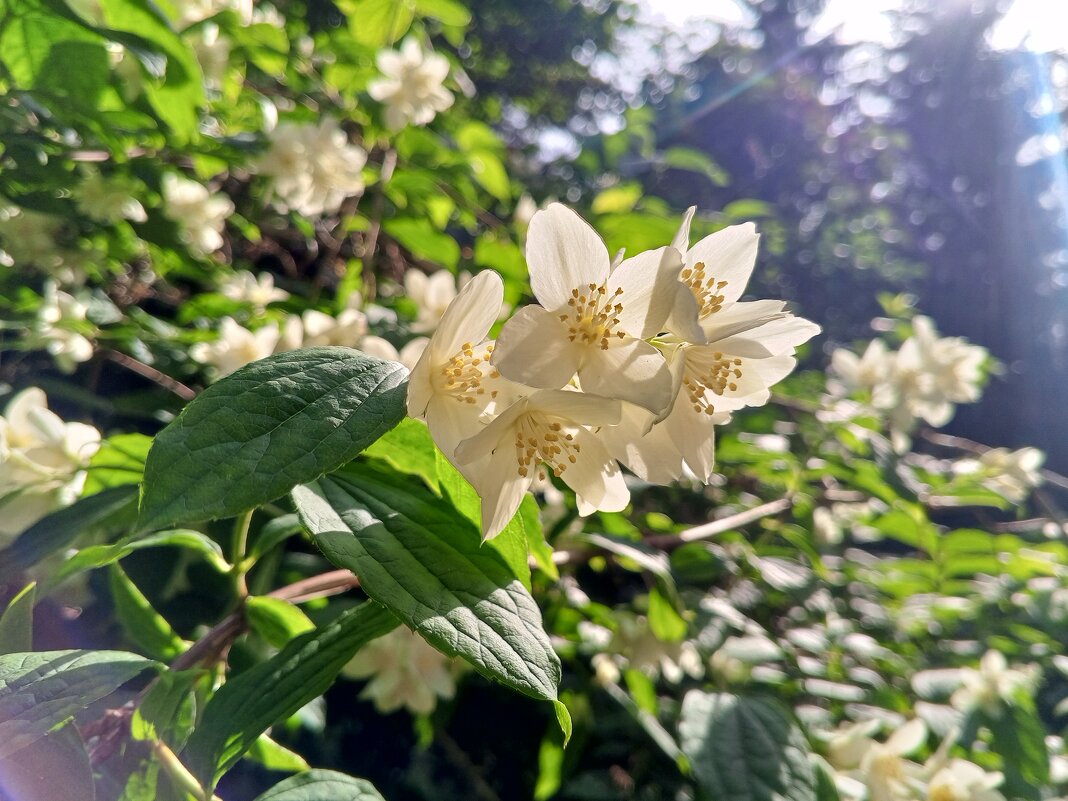 Чубушник - Сапсан 