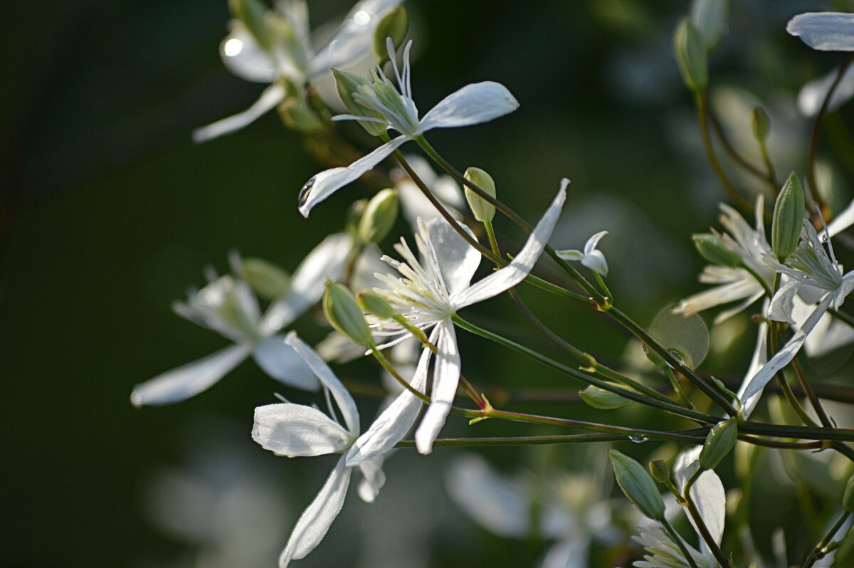 Клематис, который пахнет черёмухой - Татьяна Лютаева