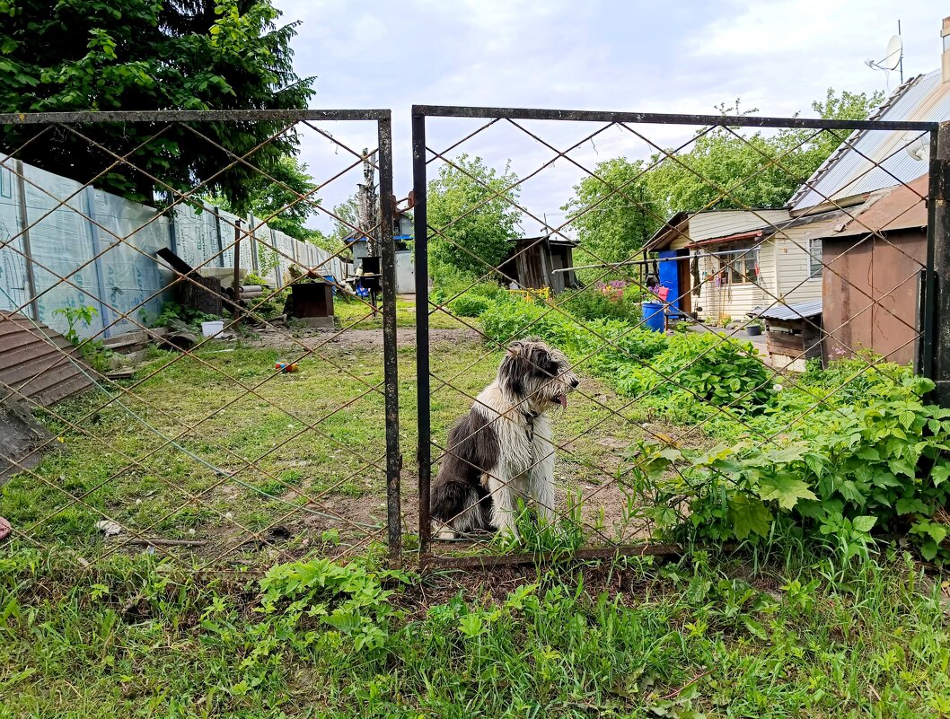 Приветливый пёсик у ворот ... - Мария Васильева Приветливый пёсик у ворот ... - Мария Васильева