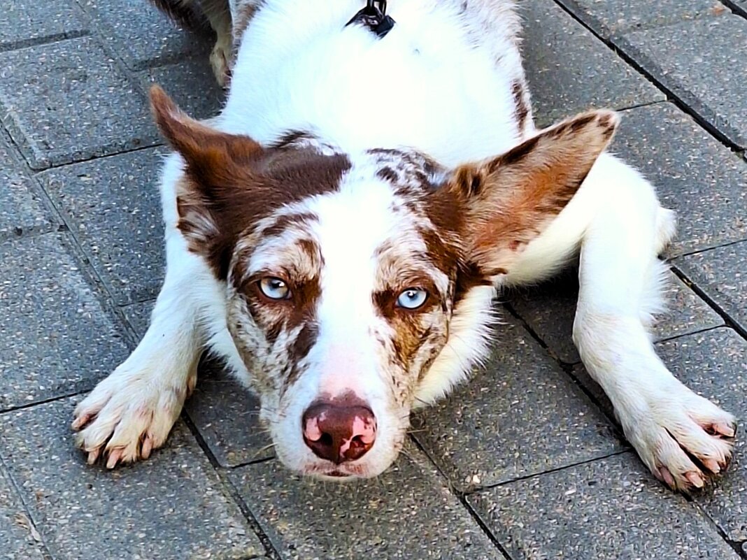 Пес - Наталья 