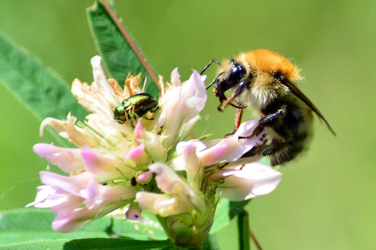 Шмель - Геннадий Супрун