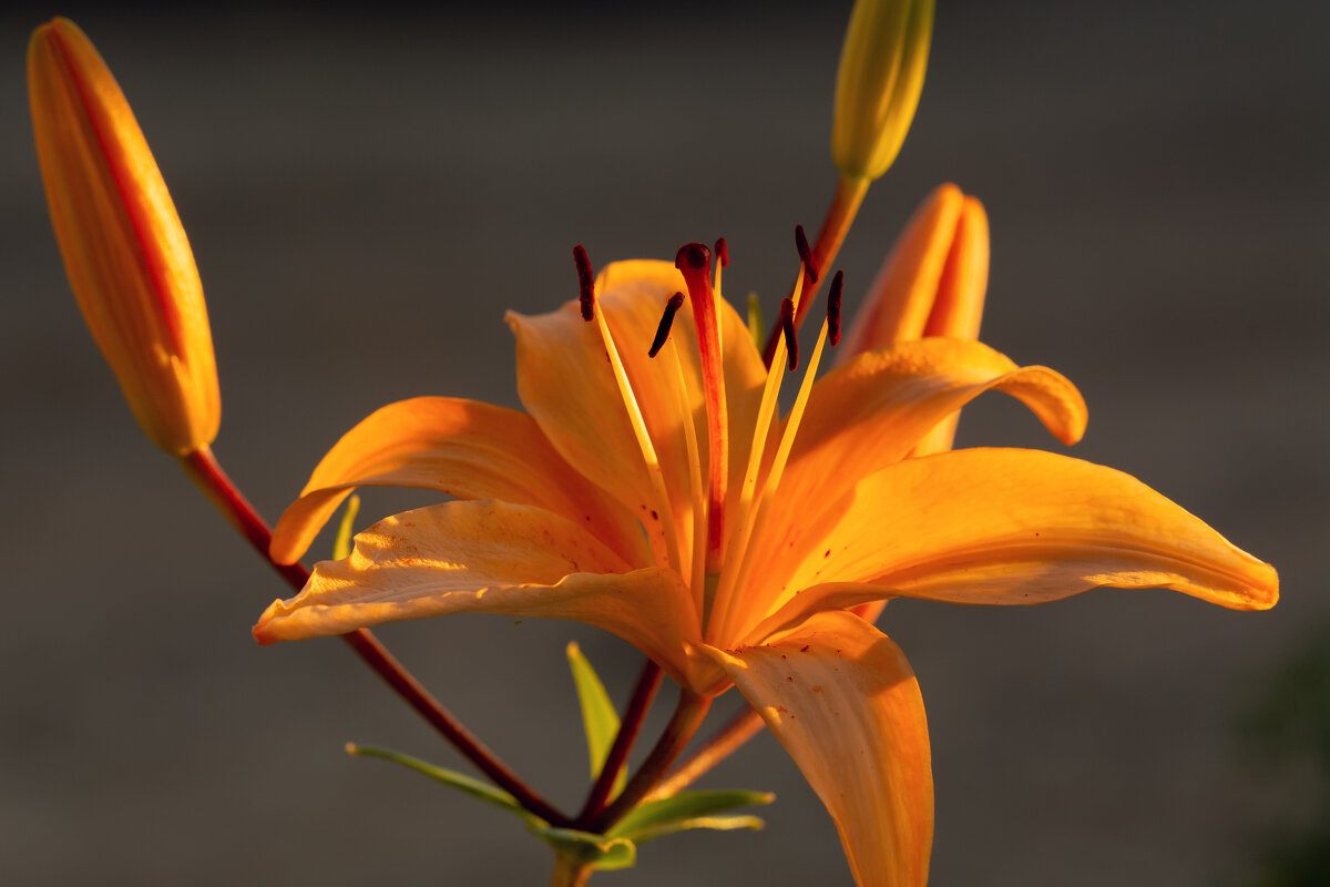 вечернее - Виталий Емельянов вечернее - Виталий Емельянов