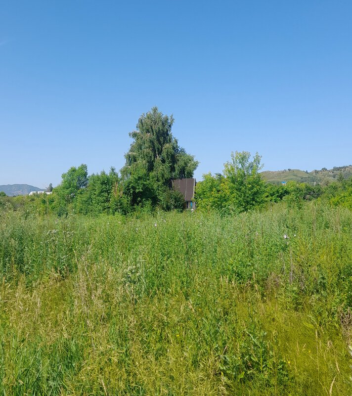 Дачный ландшафт . - Мила Бовкун