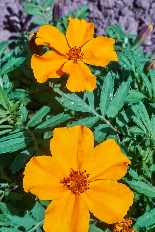 цветочки - Александр Леонов