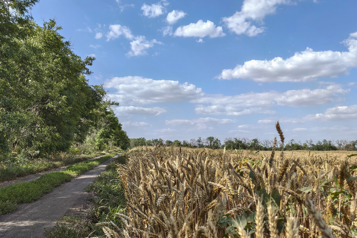 Пшеничное поле - Валерий Ткаченко