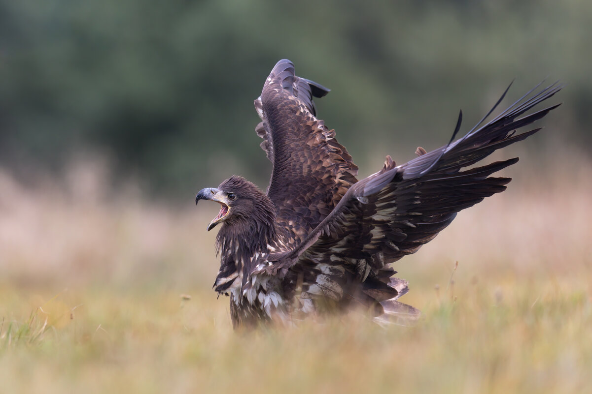*** - Евгений Фруман