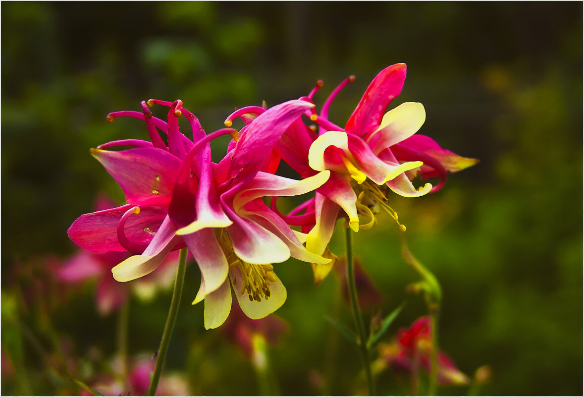 Дачные - Валентин Котляров