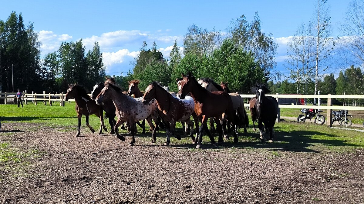 Кони в яблоках, кони серые... - Ольга 
