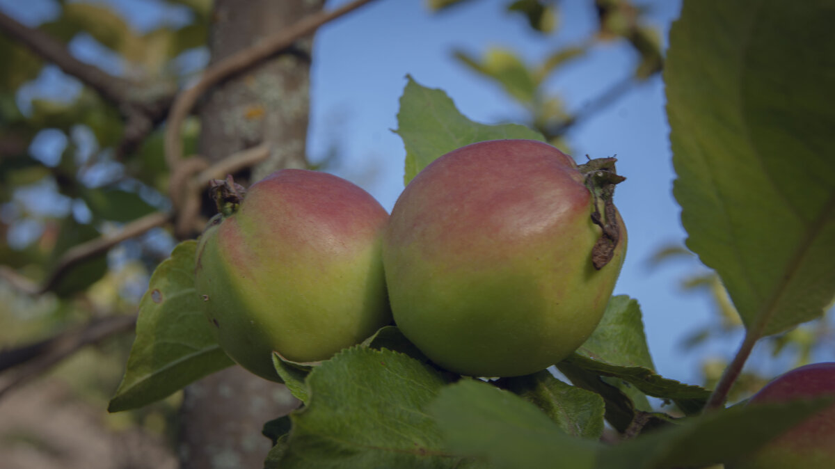 Июль - Анастасия Логинова