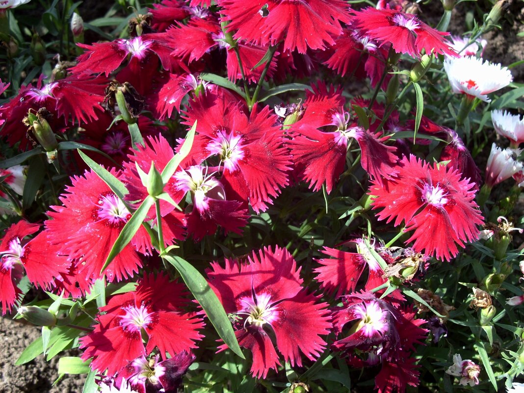 Гвоздика. - Ирина ***