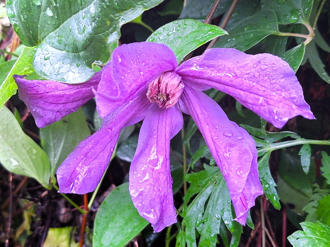 Клематис - Наталья 