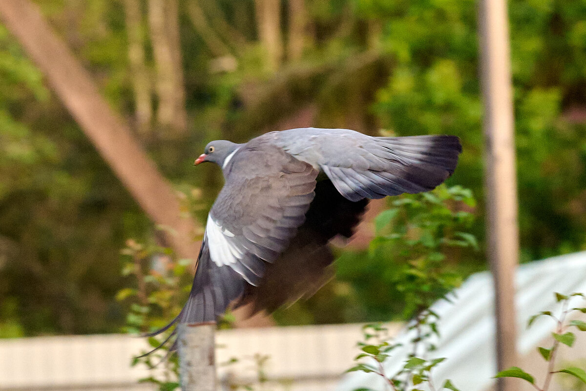 Вяхир 3 - Юрий Бутусов