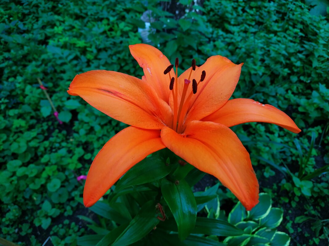 То, что рядом с нами - Андрей Лукьянов То, что рядом с нами - Андрей Лукьянов