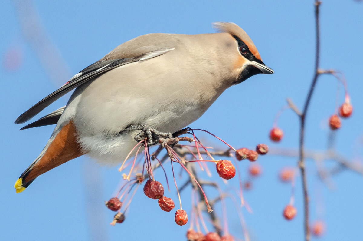 Свиристель - Виктор Иванович Чернюк