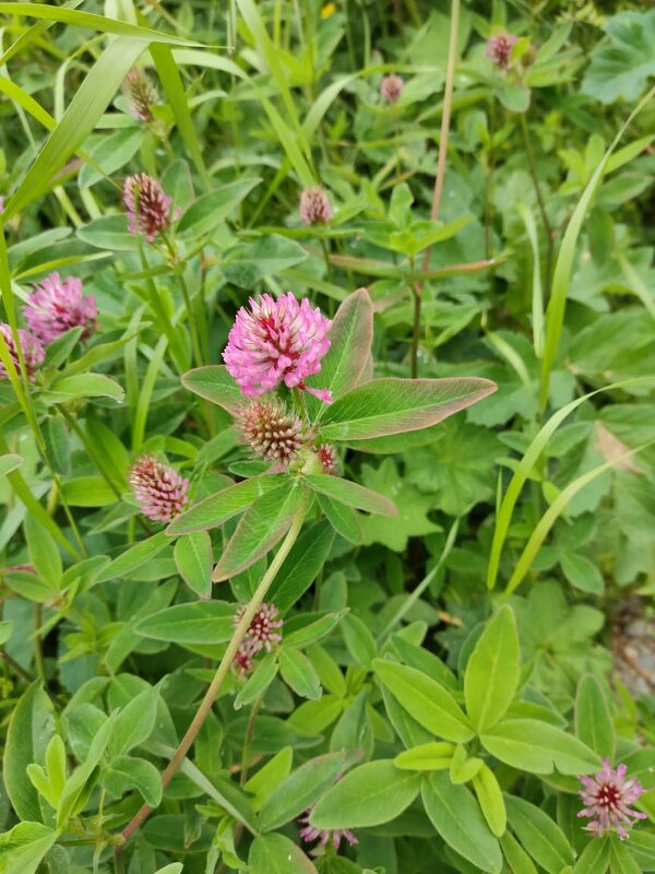 В Ботаническом саду Петрозаводска - Ирэн 