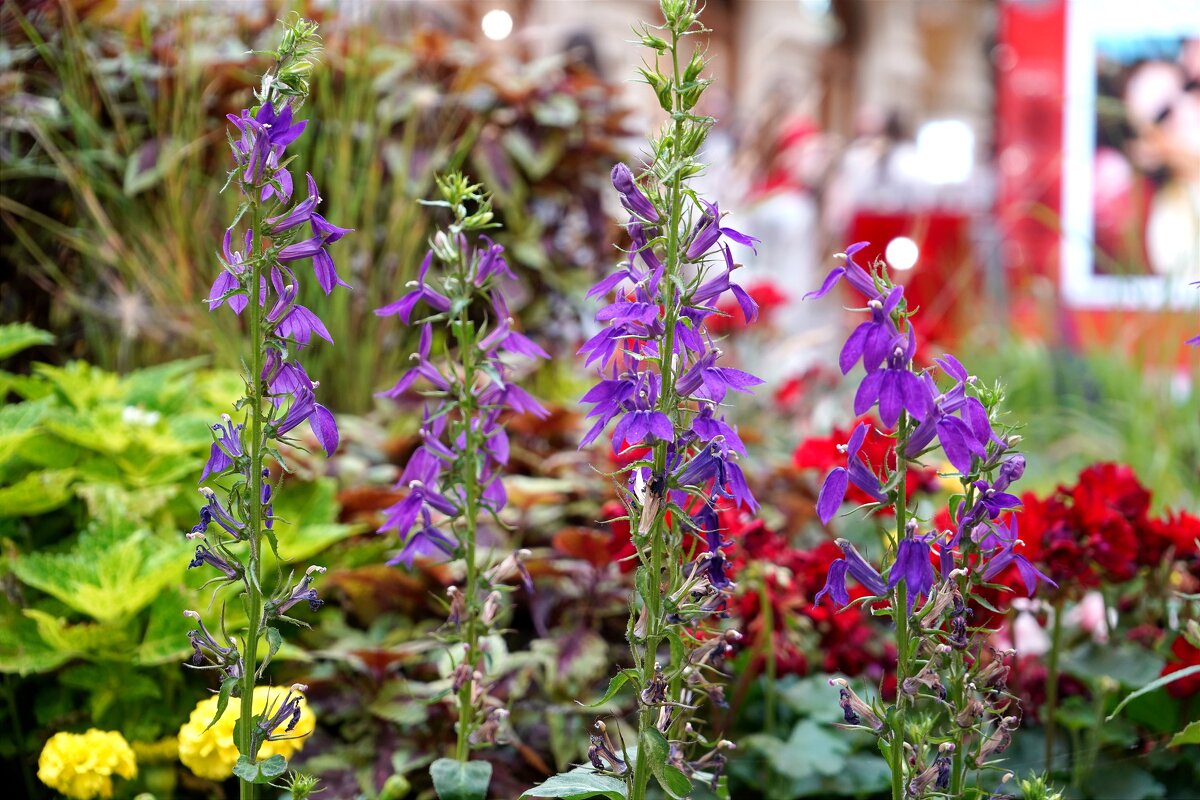 Цветочный микс в ГУМе - Татьяна Тюменка