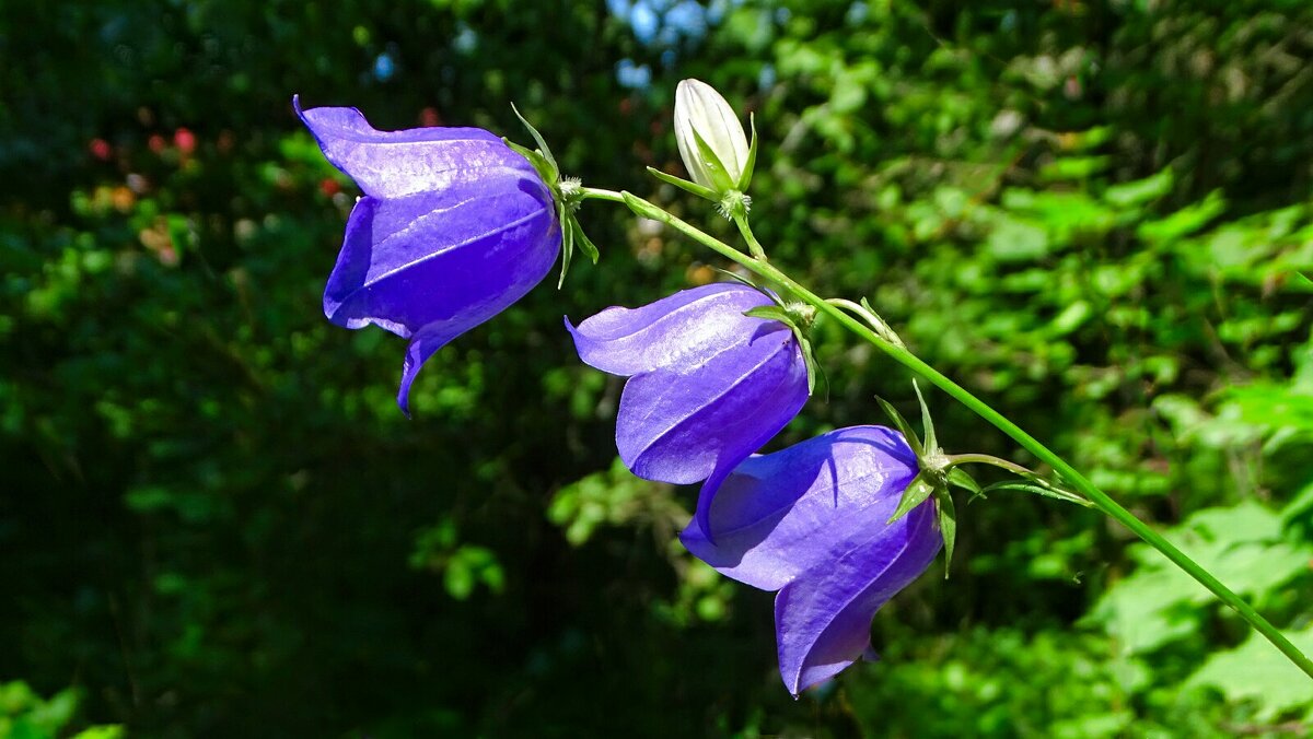 Лесные колокольчики. - Милешкин Владимир Алексеевич 