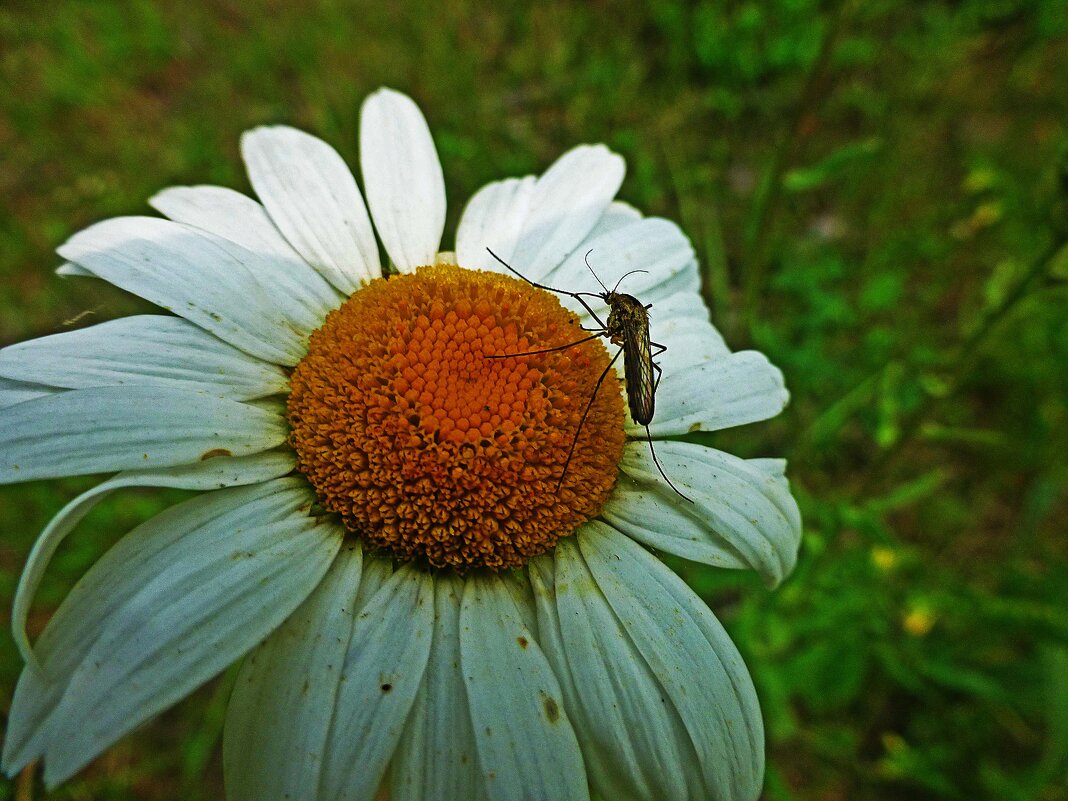 Июль...Комар-вегетарианец! - Владимир Июль...Комар-вегетарианец! - Владимир