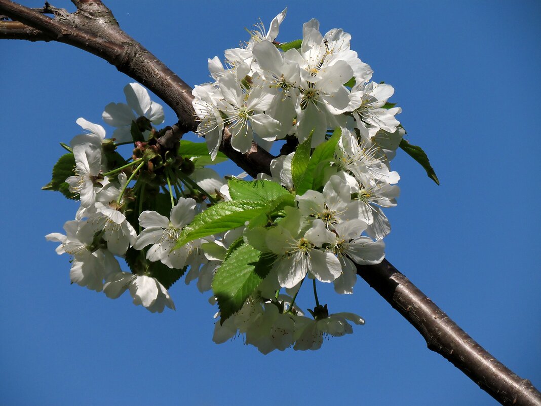 Белый цвет весны - Роман Савоцкий
