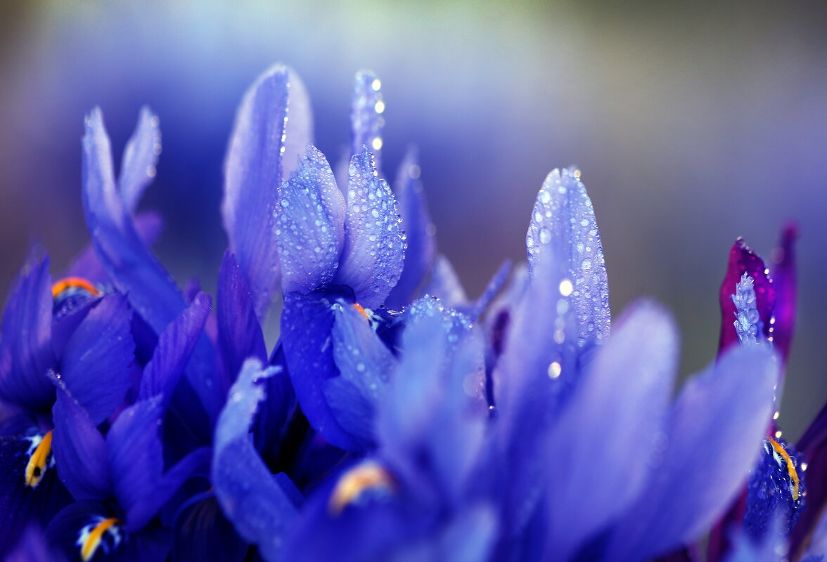 иридодиктиум в Музеоне - Михаил Бибичков иридодиктиум в Музеоне - Михаил Бибичков