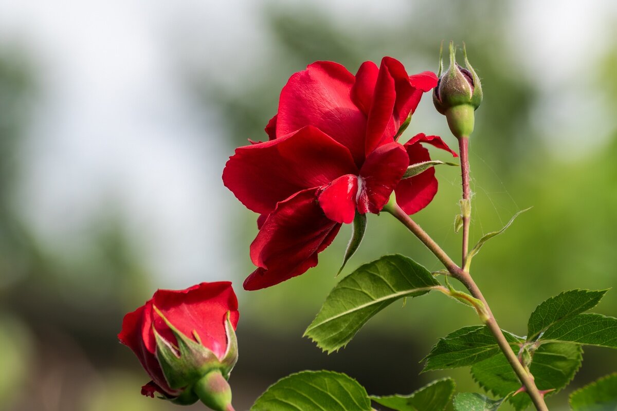 Роза - Игорь Сикорский Роза - Игорь Сикорский