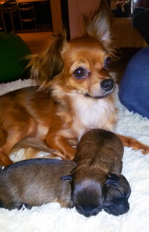 Мама и детки - Андрей Л. В.