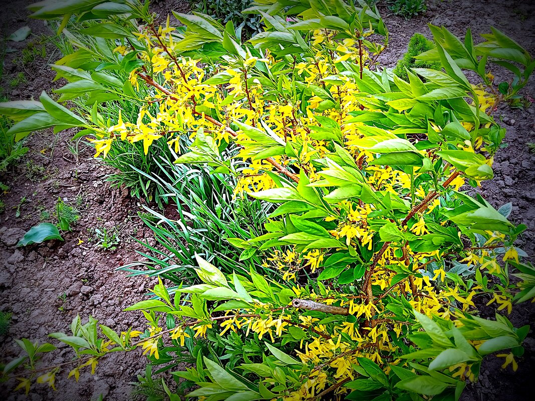 Цветы. - Владимир Драгунский Цветы. - Владимир Драгунский