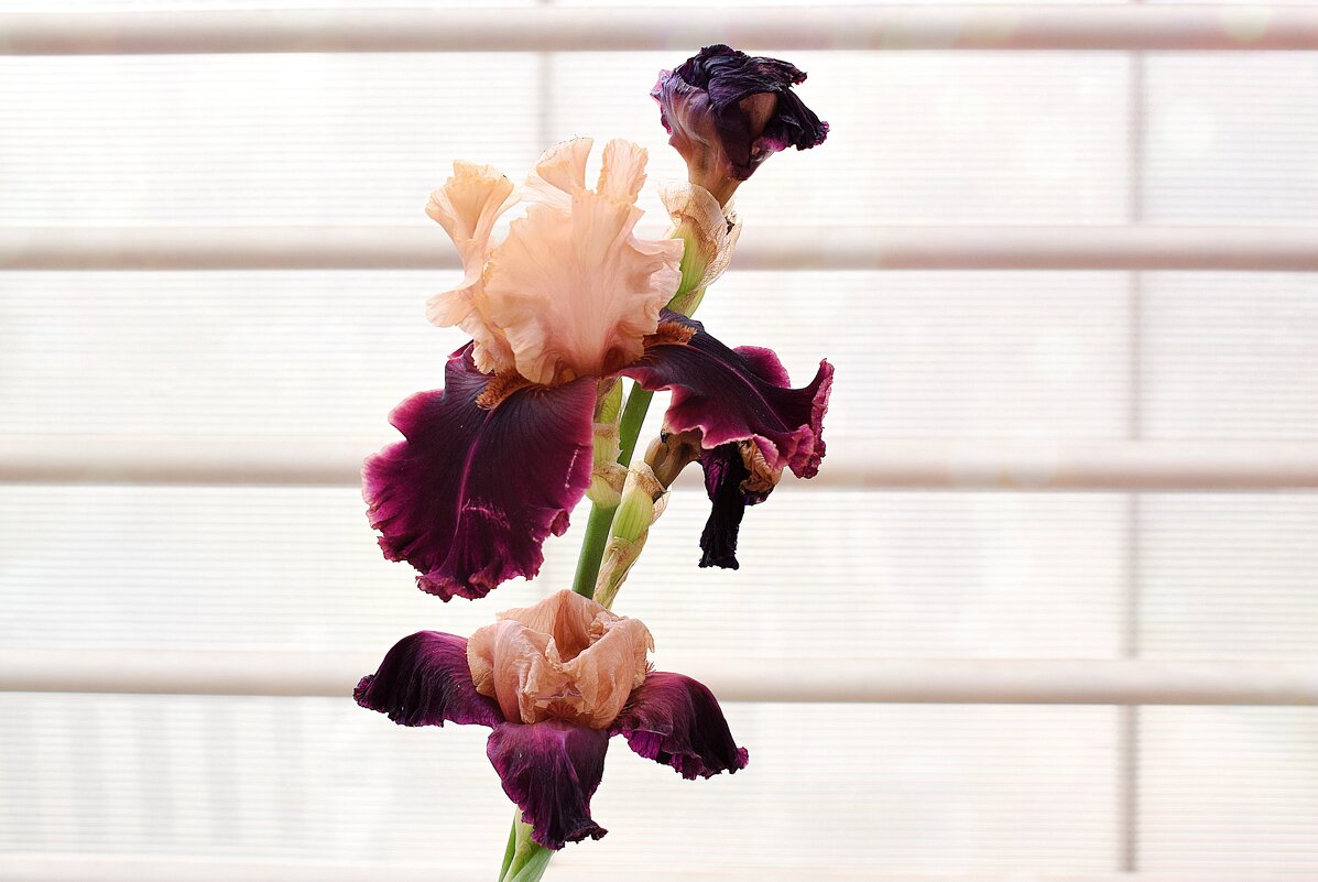 Чувственный цветок - Татьяна Помогалова