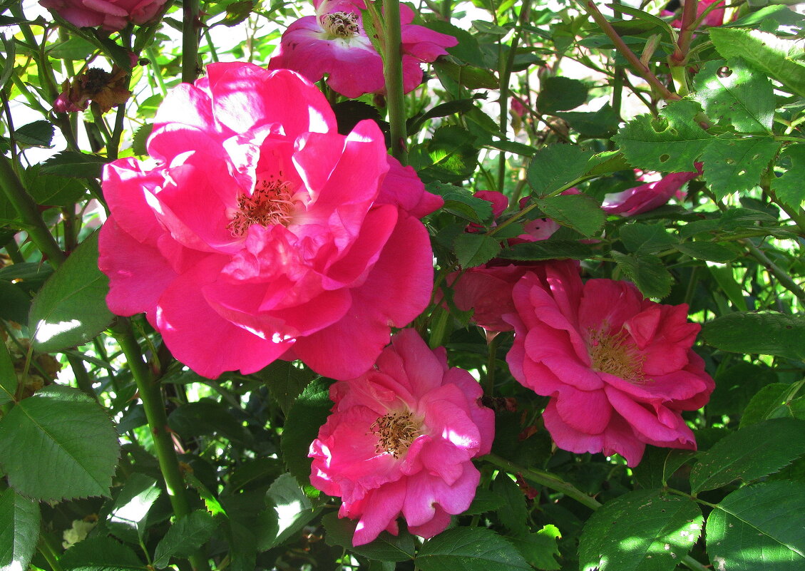 Красавицы - Людмила Смородинская