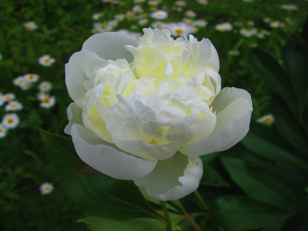 Красавчик - Людмила Смородинская