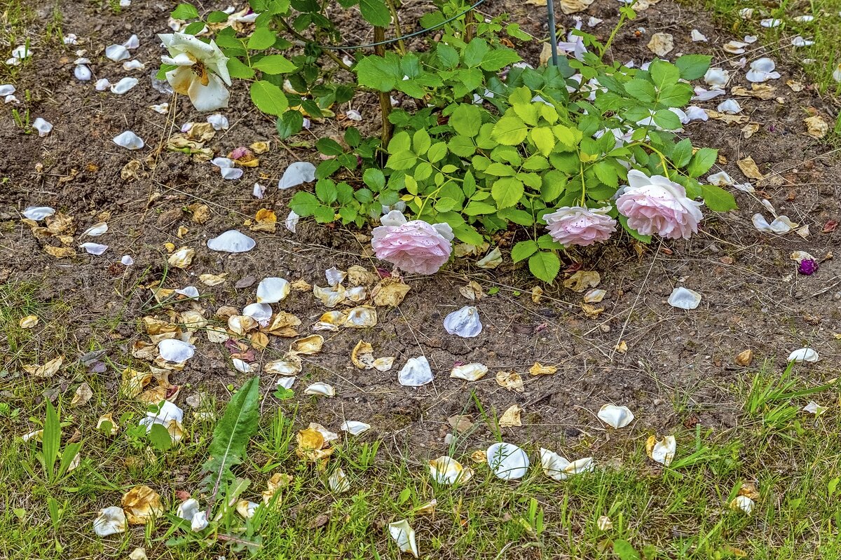 Июльский лепесткопад - Валерий Иванович