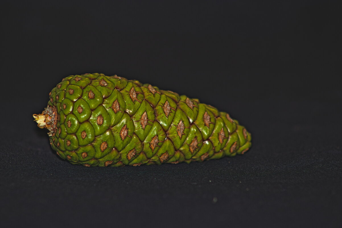 Шишка - Giant Tao /