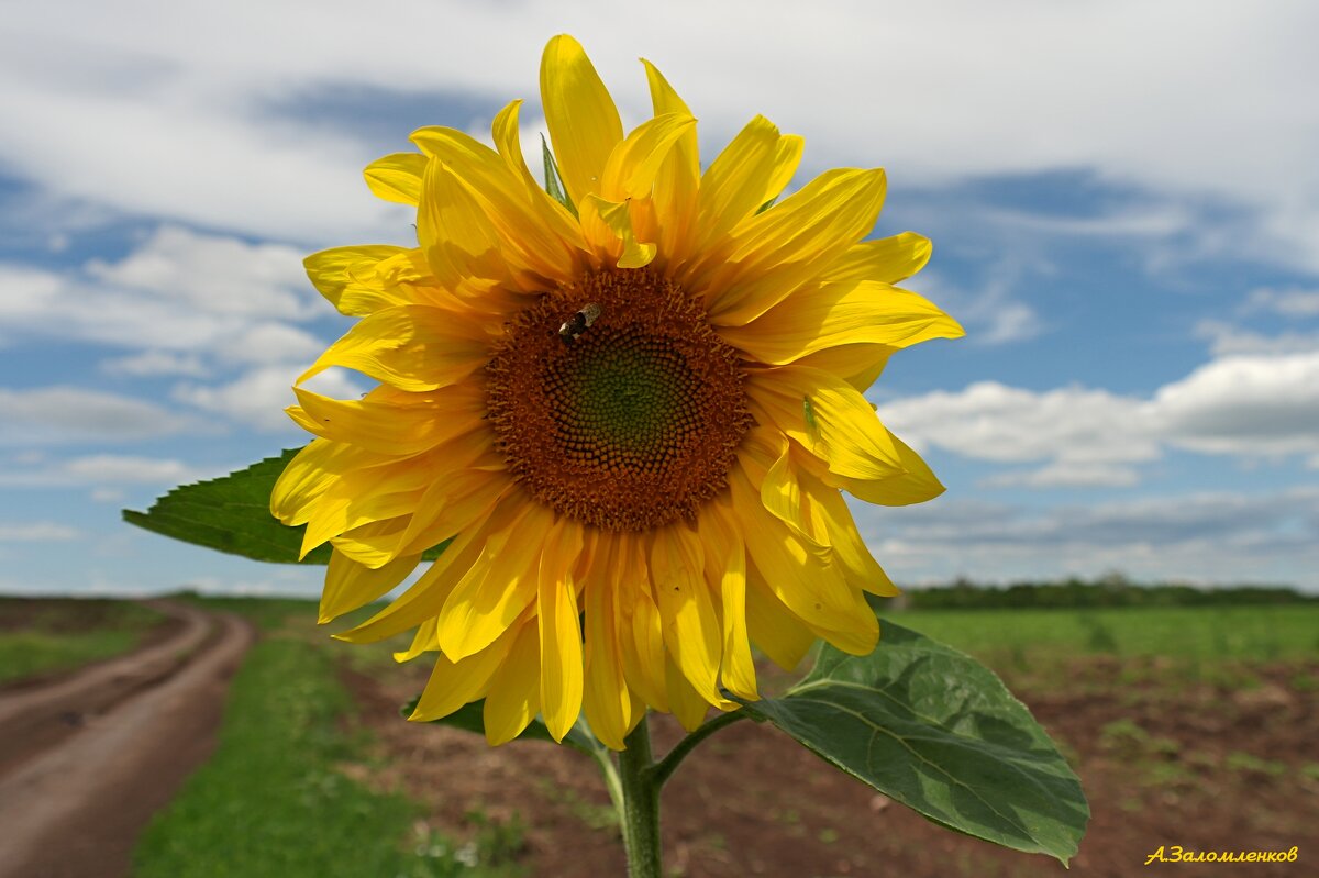 Всем счастливых летних дорог! - Андрей Заломленков