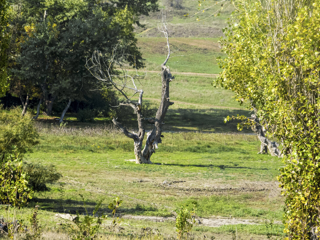 Старое дерево - Валентин Семчишин