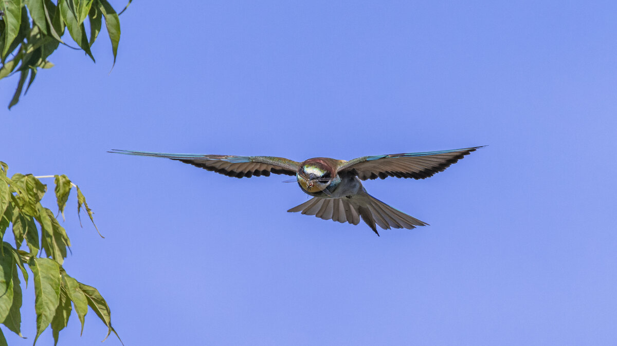 щурки - юрий макаров