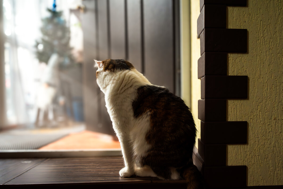 Кот - Павел Спиваков 