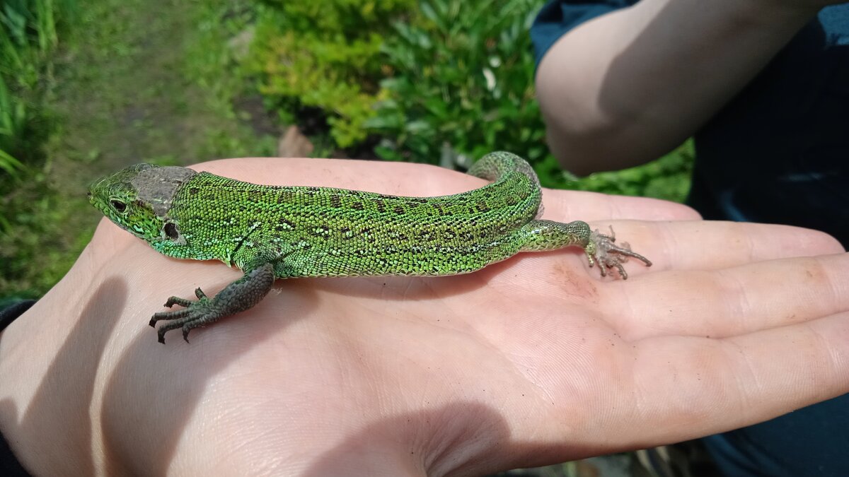 фотосессия - Елена Шаламова