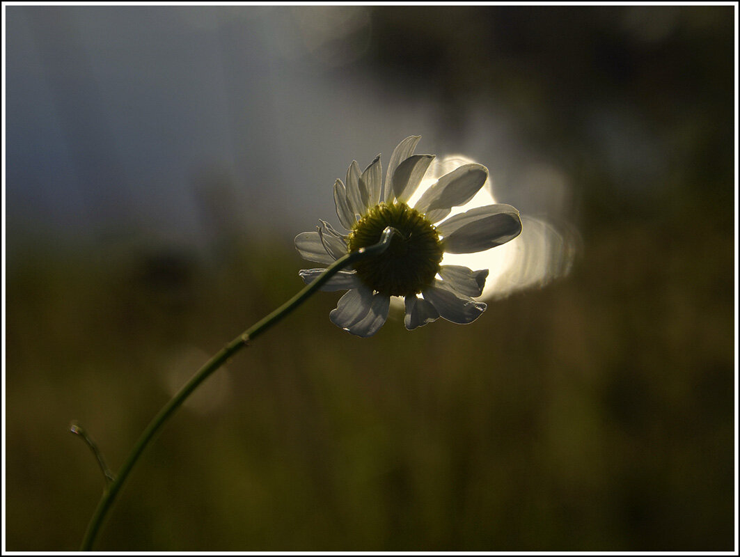День уходит - Aleksandr Gal День уходит - Aleksandr Gal
