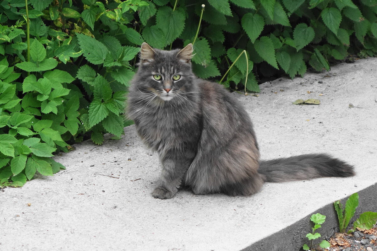 Братья наши меньшие - Рита Симонова