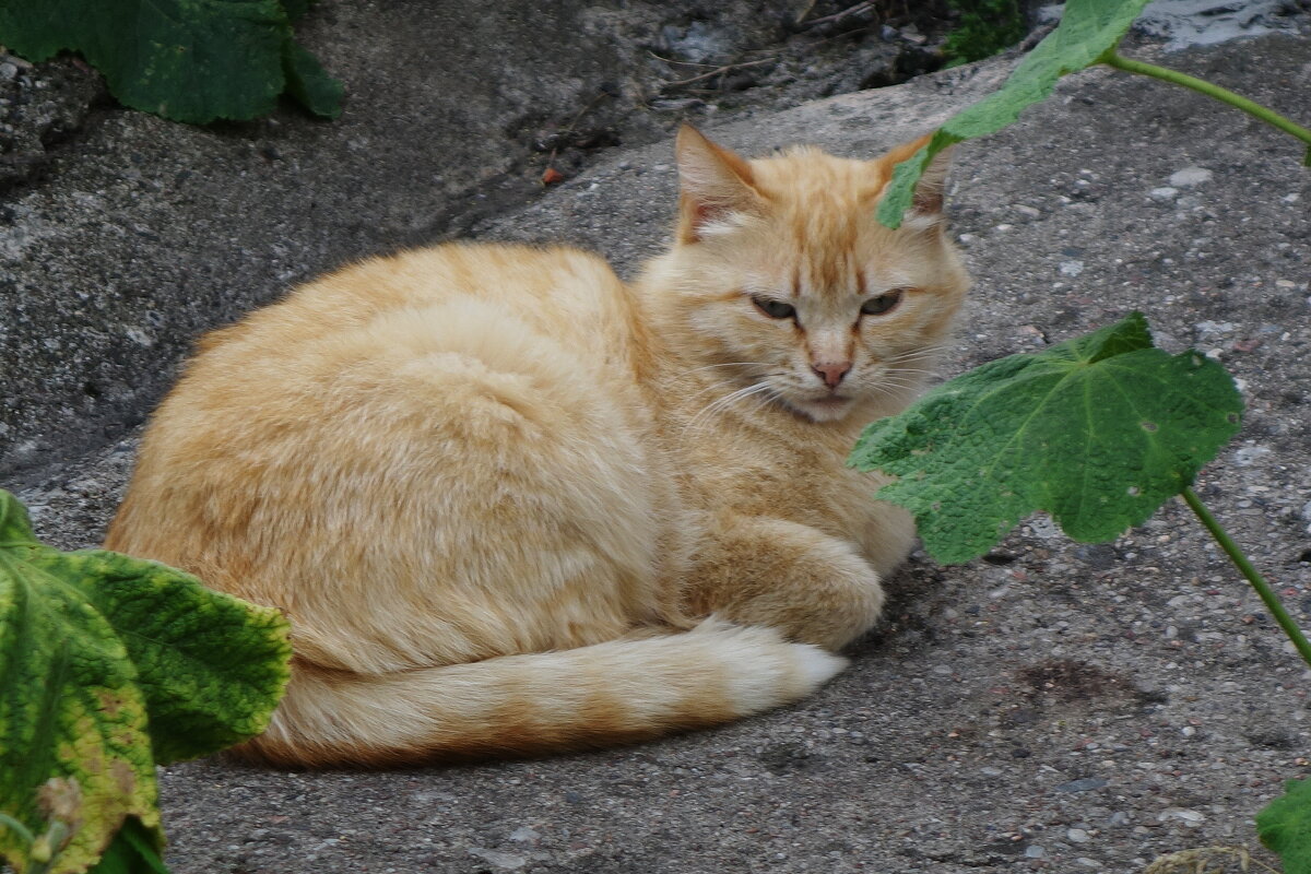 Братья наши меньшие - Рита Симонова