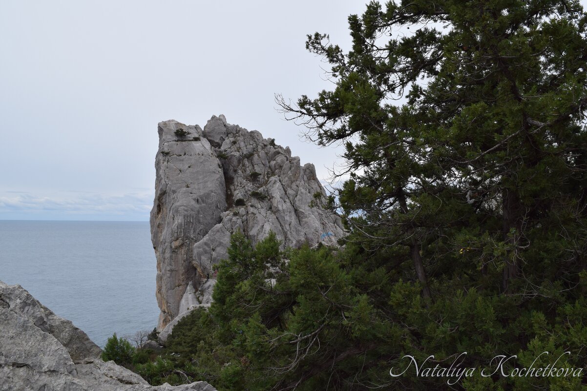 Природа Крыма - Amazing Cosmea