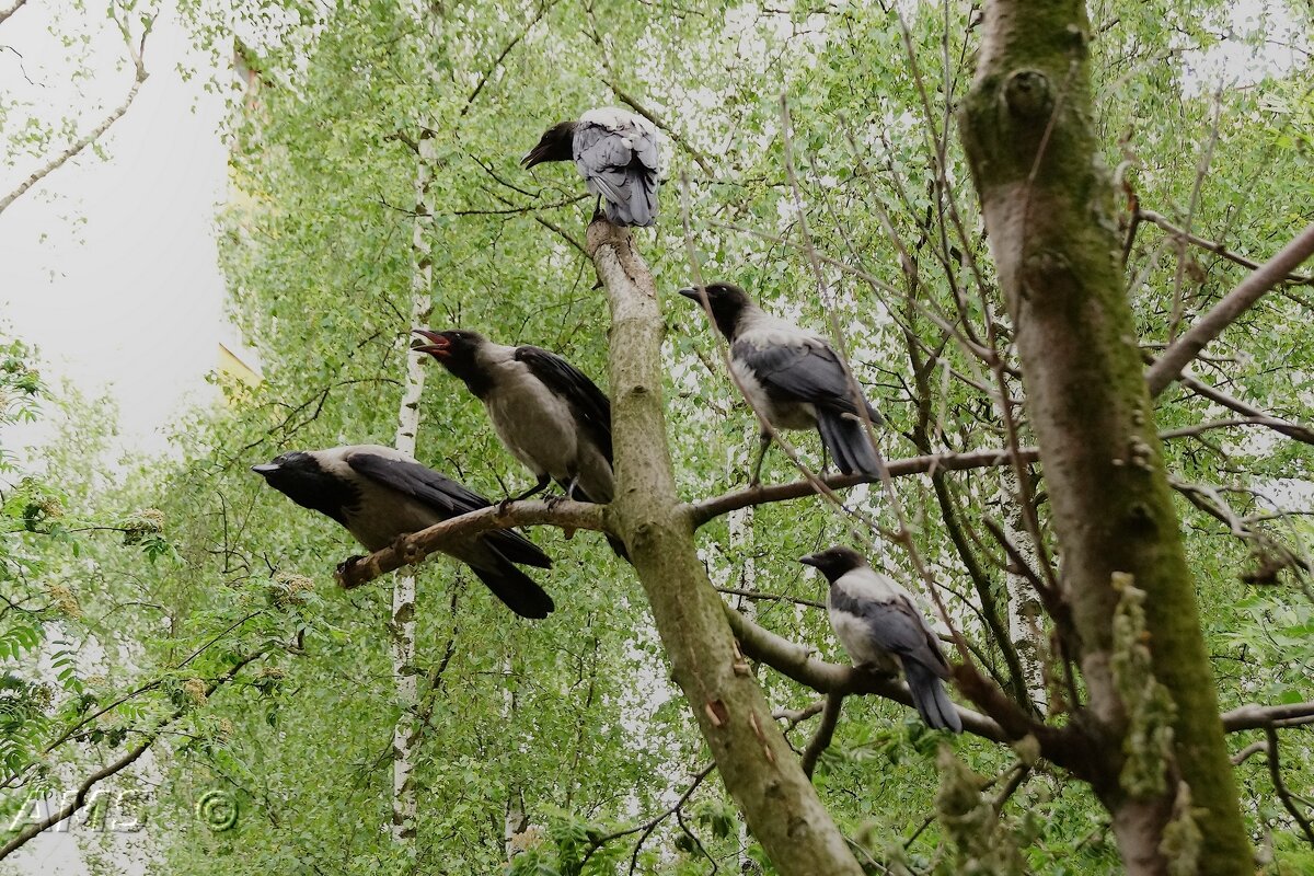 Семья - kolyeretka Семья - kolyeretka