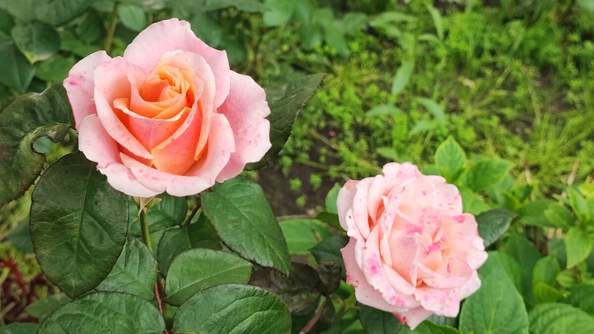 ,,, - Сергей Тимоновский