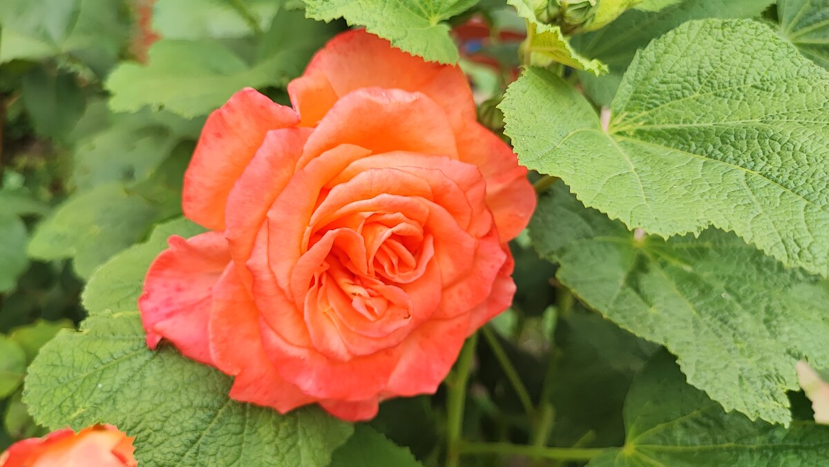 ,,, - Сергей Тимоновский