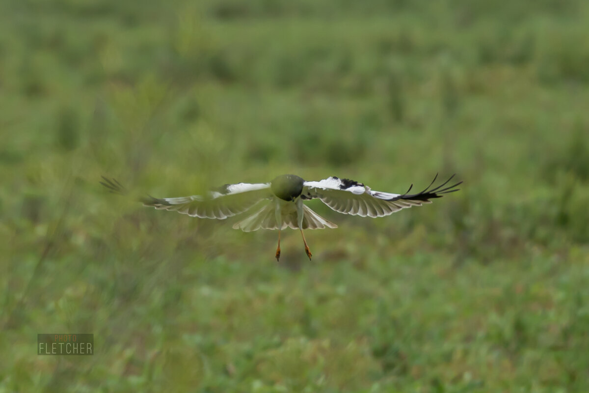 5 - Сергей Флетчер