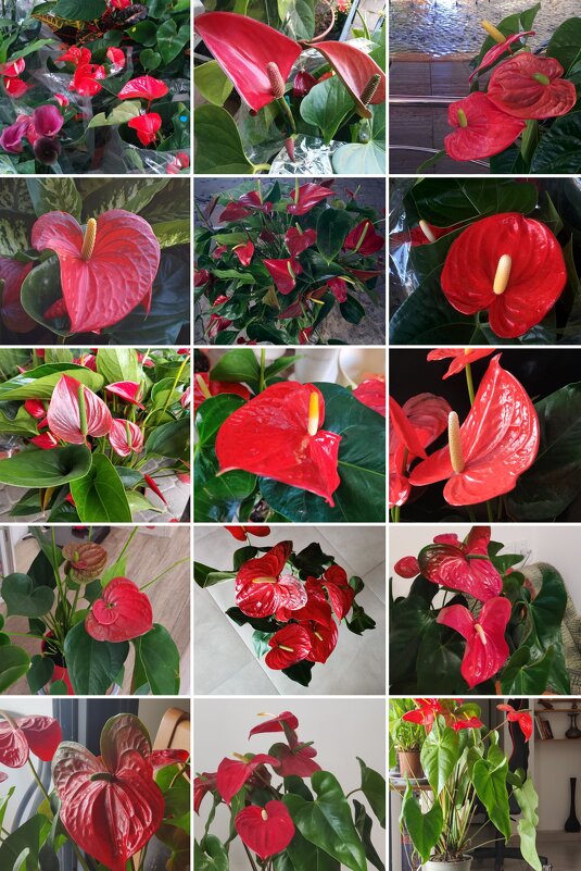 Коллаж из моих фотографий - Светлана Хращевская Коллаж из моих фотографий - Светлана Хращевская