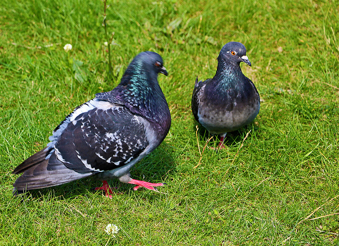 Познакомимся?.. - Светлана 