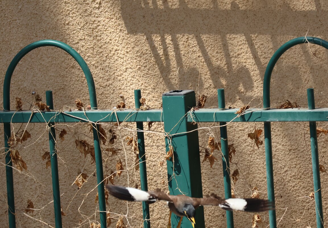 Индейский скворецОбыкнове́нная ма́йна, или саранчо́вый скворе́ц, — вид птиц семейства скворцовых. - Аркадий Басович