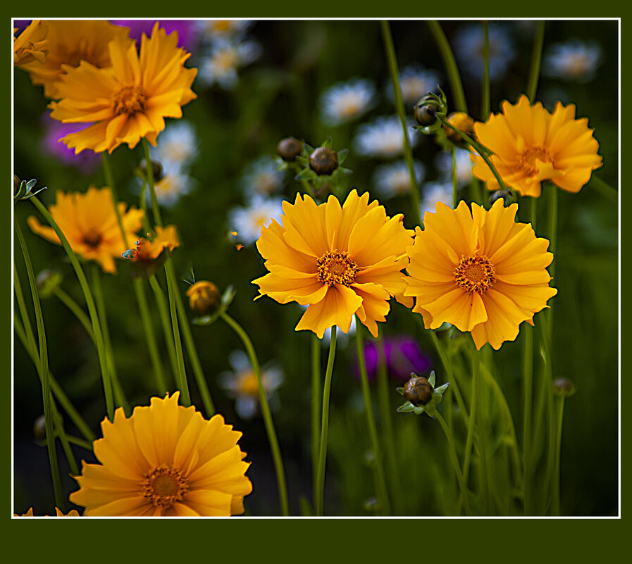 Летняя зарисовка - Владимир Кроливец Летняя зарисовка - Владимир Кроливец