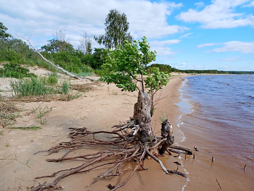 Возрождение. - Лия ☼